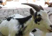 AI Bot Promotes Memecoin, Resulting in 16,000% Gain news-16102024-195046