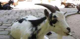 AI Bot Promotes Memecoin, Resulting in 16,000% Gain news-16102024-195046