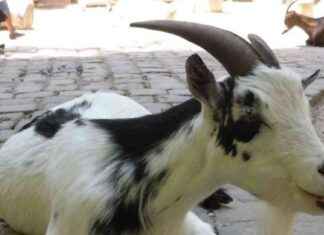 AI Bot Promotes Memecoin, Resulting in 16,000% Gain news-16102024-195046