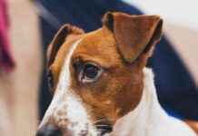 Dogecoin Pumped by Crypto Traders Through Truth Terminal Spam news-24102024-022925