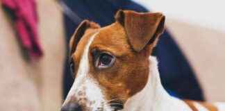 Dogecoin Pumped by Crypto Traders Through Truth Terminal Spam news-24102024-022925