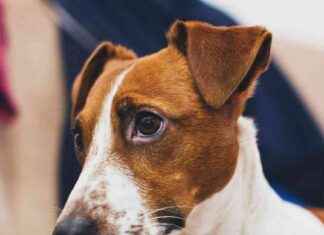 Dogecoin Pumped by Crypto Traders Through Truth Terminal Spam news-24102024-022925