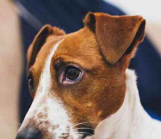 Dogecoin Pumped by Crypto Traders Through Truth Terminal Spam news-24102024-022925