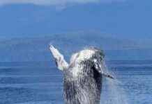 Bitcoin Whale Population Reaches Peak Levels in January 2021 news-24102024-083008