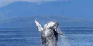 Bitcoin Whale Population Reaches Peak Levels in January 2021 news-24102024-083008