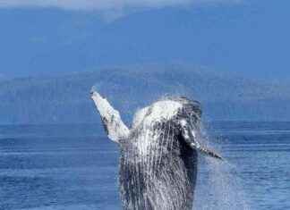 Bitcoin Whale Population Reaches Peak Levels in January 2021 news-24102024-083008