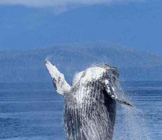 Bitcoin Whale Population Reaches Peak Levels in January 2021 news-24102024-083008