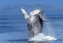 FTX and Alameda Sued for $1 Billion Losses Caused by Humpy the Whale news-11112024-154006