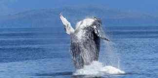 FTX and Alameda Sued for $1 Billion Losses Caused by Humpy the Whale news-11112024-154006