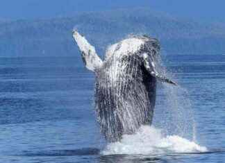 FTX and Alameda Sued for $1 Billion Losses Caused by Humpy the Whale news-11112024-154006