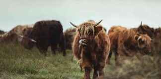 Bitcoin Hits New All-Time High of $85K, Surges $20K in 1 Week news-11112024-214200