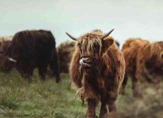 Bitcoin Hits New All-Time High of $85K, Surges $20K in 1 Week news-11112024-214200