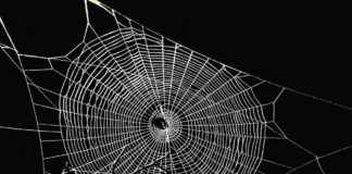 Exploring Aave’s Potential Expansion to Bitcoin Layer 2: Spiderchain Integration news-15112024-153647