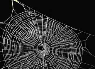 Exploring Aave’s Potential Expansion to Bitcoin Layer 2: Spiderchain Integration news-15112024-153647