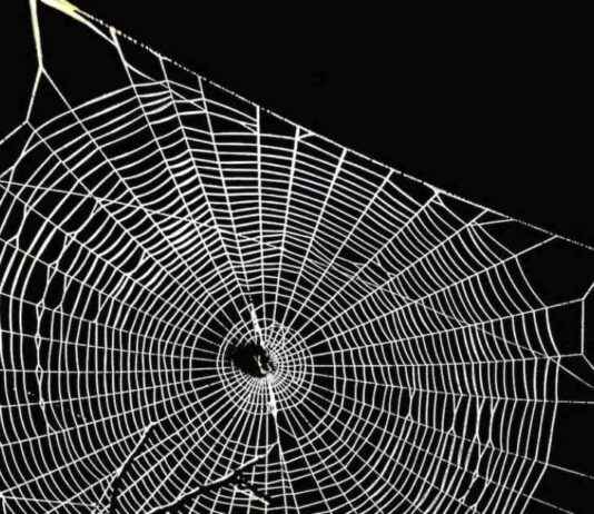 Exploring Aave’s Potential Expansion to Bitcoin Layer 2: Spiderchain Integration news-15112024-153647