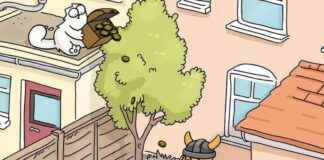 CAT Token Expands to Solana for Long-Term Growth news-18112024-094727