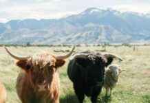 Semler Scientific Increases Bitcoin Holdings to 1,273 BTC news-19112024-095059