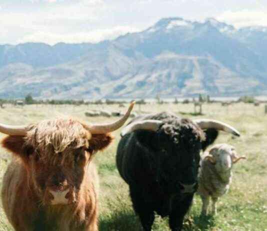 Semler Scientific Increases Bitcoin Holdings to 1,273 BTC news-19112024-095059