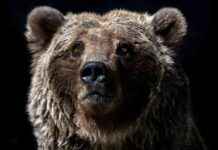 Bitcoin Price Forecast: Expert Predicts More Pain Ahead After 8% Loss bitcoin-price-forecast-expert-predicts-more-pain-ahead-after-8-loss