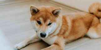 Dog Memecoins Rebound Amid Bitcoin Surge: DOGE, BONK, FLOKI News dog-memecoins-rebound-amid-bitcoin-surge-doge-bonk-flok-news