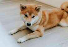 Memecoins Market Cap Hits $140B: Reshaping the Crypto Landscape memecoins-market-cap-hits-140b-reshaping-the-crypto-landscape