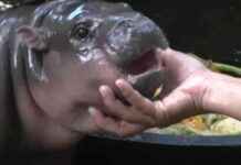 Vitalik Buterin Adopts Viral Hippo Moo Deng at Thailand Zoo: All You Need to Know about the MOODENG News vitalik-buterin-adopts-viral-hippo-moo-deng-at-thailand-zoo-all-you-need-to-know-about-the-moodeng-news