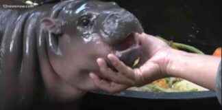 Vitalik Buterin Adopts Viral Hippo Moo Deng at Thailand Zoo: All You Need to Know about the MOODENG News vitalik-buterin-adopts-viral-hippo-moo-deng-at-thailand-zoo-all-you-need-to-know-about-the-moodeng-news