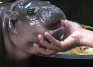 Vitalik Buterin Adopts Viral Hippo Moo Deng at Thailand Zoo: All You Need to Know about the MOODENG News vitalik-buterin-adopts-viral-hippo-moo-deng-at-thailand-zoo-all-you-need-to-know-about-the-moodeng-news