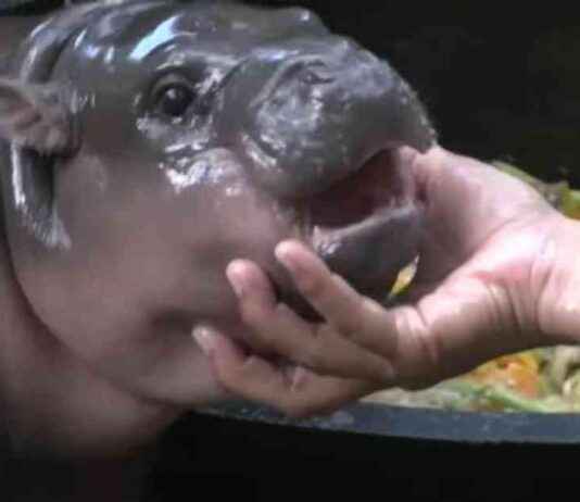 Vitalik Buterin Adopts Viral Hippo Moo Deng at Thailand Zoo: All You Need to Know about the MOODENG News vitalik-buterin-adopts-viral-hippo-moo-deng-at-thailand-zoo-all-you-need-to-know-about-the-moodeng-news