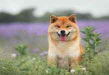 Why Memecoins Shouldn’t Be Considered Easy Money why-memecoins-shouldnt-be-considered-easy-money