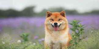 Why Memecoins Shouldn’t Be Considered Easy Money why-memecoins-shouldnt-be-considered-easy-money