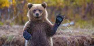 Cryptocurrency News: DOGE and XRP Prices Drop 11% Amid $770 Million Crypto Liquidations cryptocurrency-news-doge-and-xrp-prices-drop-11-amid-770-million-crypto-liquidations