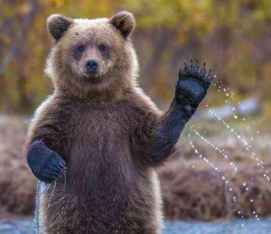 Cryptocurrency News: DOGE and XRP Prices Drop 11% Amid $770 Million Crypto Liquidations cryptocurrency-news-doge-and-xrp-prices-drop-11-amid-770-million-crypto-liquidations