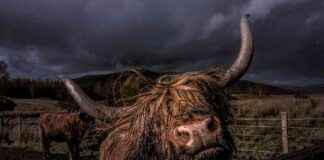 High Net-Worth Investors’ Strong Confidence in Bitcoin Sparks Bullish Sentiment high-net-worth-nvestors-strong-confidence-in-bitcoin-sparks-bullish-sentiment