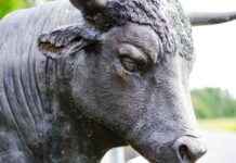 btc-bull-market-continues-200-week-average-trends-show-bitcoin-growth