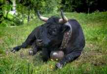 Bitcoin Price Surpasses $110K: BTC Enters Strong Accumulation Phase bitcoin-price-surpasses-110k-btc-enters-strong-accumulation-phase