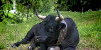 Bitcoin Price Surpasses $110K: BTC Enters Strong Accumulation Phase bitcoin-price-surpasses-110k-btc-enters-strong-accumulation-phase