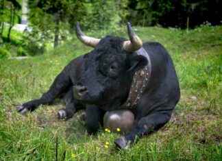 Bitcoin Price Surpasses $110K: BTC Enters Strong Accumulation Phase bitcoin-price-surpasses-110k-btc-enters-strong-accumulation-phase