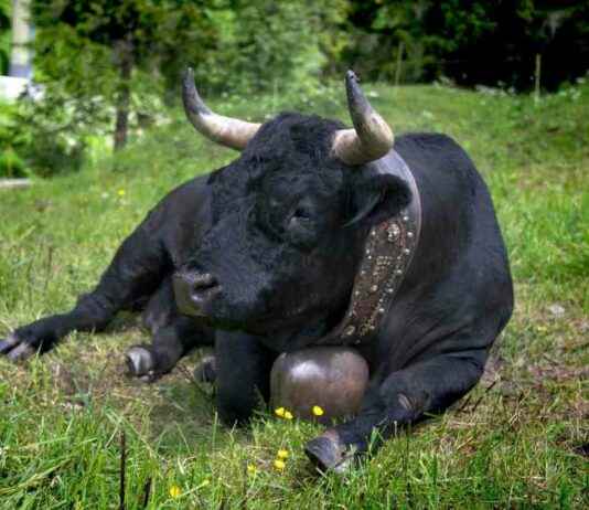 Bitcoin Price Surpasses $110K: BTC Enters Strong Accumulation Phase bitcoin-price-surpasses-110k-btc-enters-strong-accumulation-phase